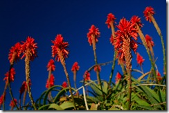 Torch Aloe